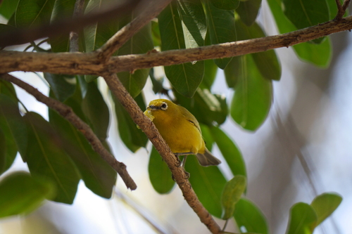 Southern Yellow White-eye (Zosterops anderssoni)