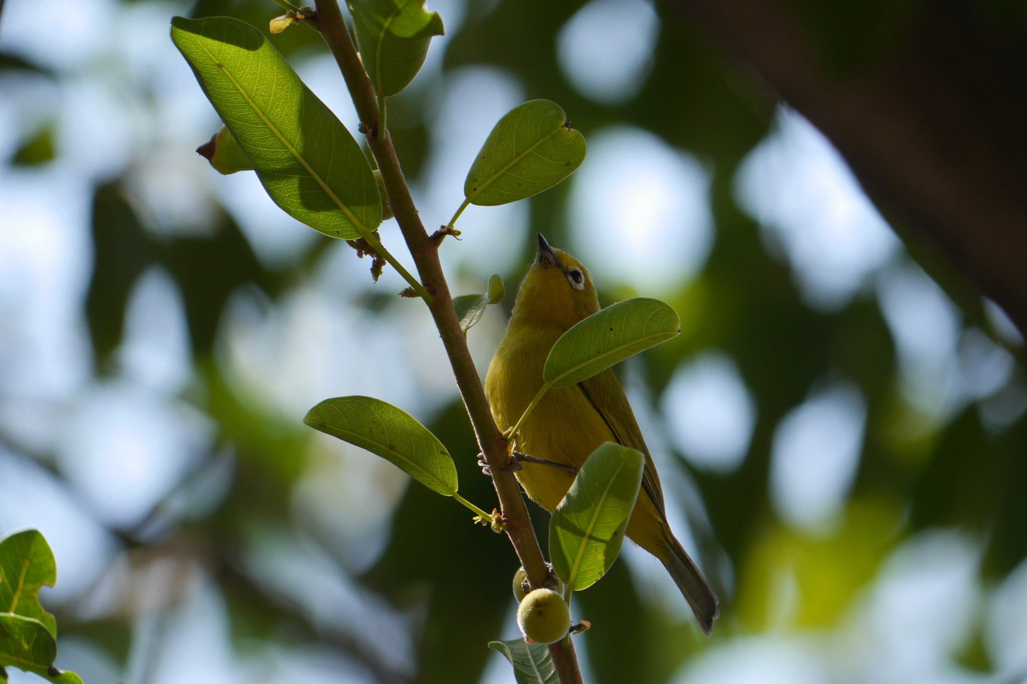 Southern Yellow White-eye (Zosterops anderssoni), photo 2