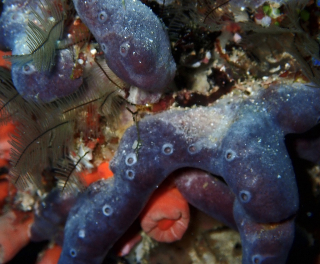 Dysidea granulosa