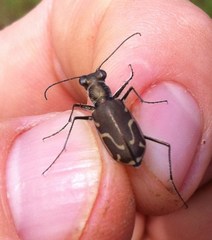Cicindela tenuisignata