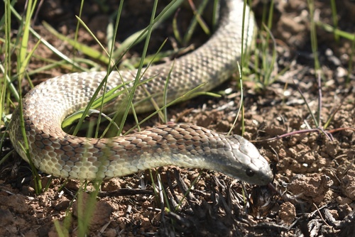 Tiger Snake sighting