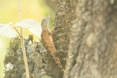 Sceloporus utiformis