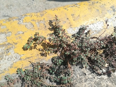 Euphorbia prostrata