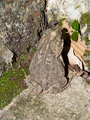Rhinella granulosa