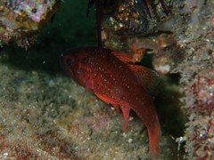 Vincentia novaehollandiae
