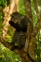 Cercopithecus mitis albogularis