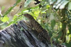 Sceloporus utiformis