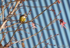 Pitangus sulphuratus