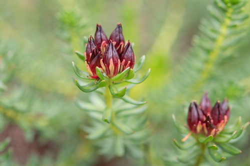 Rhodiola fastigiata