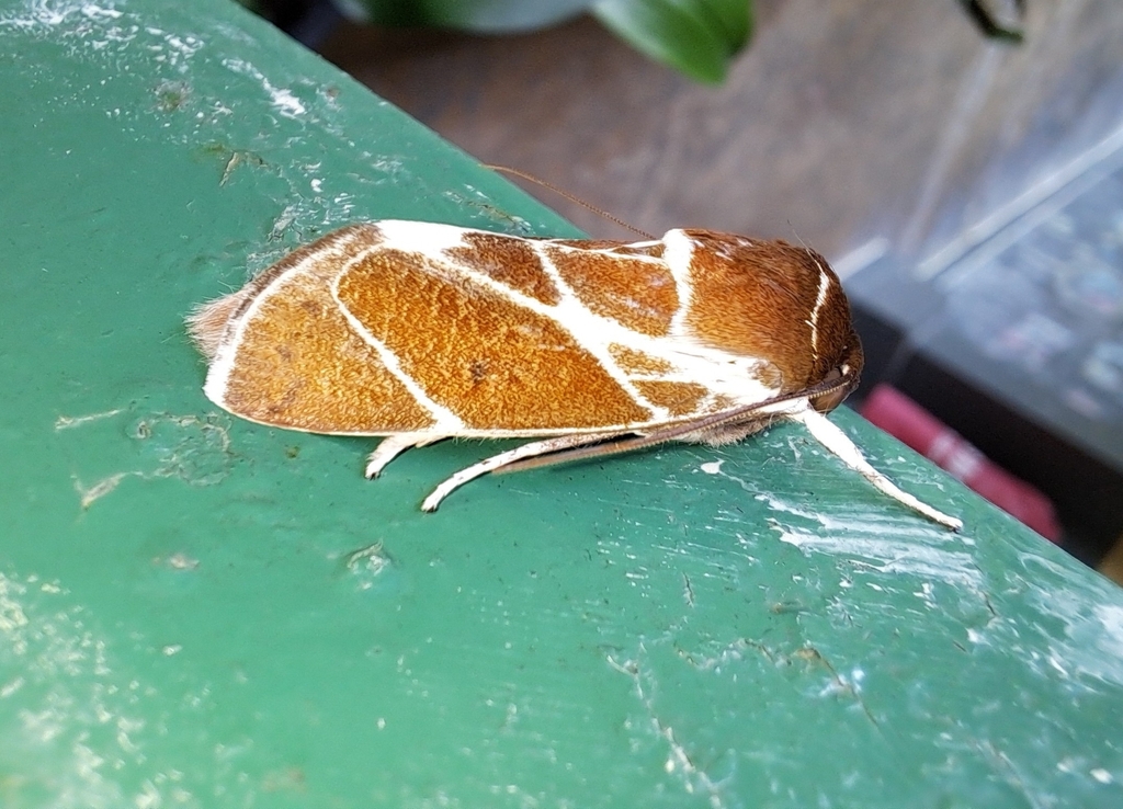 Aiteta scripta (Aiteta scripta)