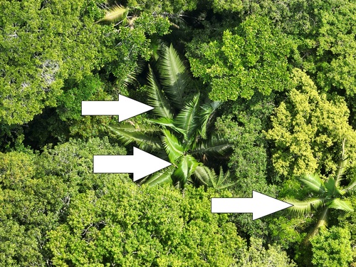 Oenocarpus bataua - Whole tree