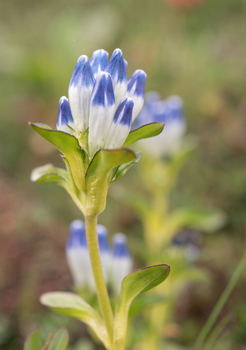 Gentiana elwesii, photograph 1