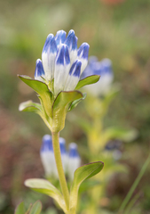 Gentiana elwesii, photograph Morten Ross, CC BY, iNaturalist via GBIF