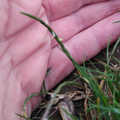 Image of Parapholis strigosa by (c) Owen and Carol Fawcett., some rights reserved (CC BY)