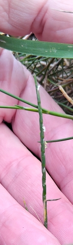 Image of Parapholis strigosa by (c) Owen and Carol Fawcett., some rights reserved (CC BY)