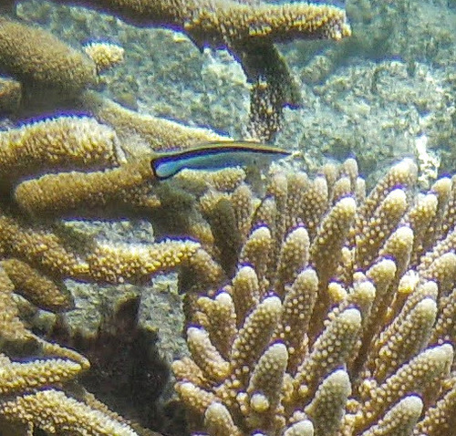 Bluestreak Cleaner Wrasse (Labroides dimidiatus)