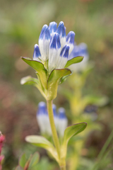 Gentiana elwesii