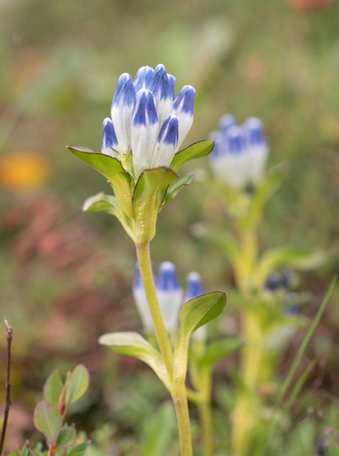 Gentiana elwesii, photograph 2