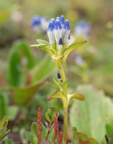 Gentiana elwesii, photograph 3