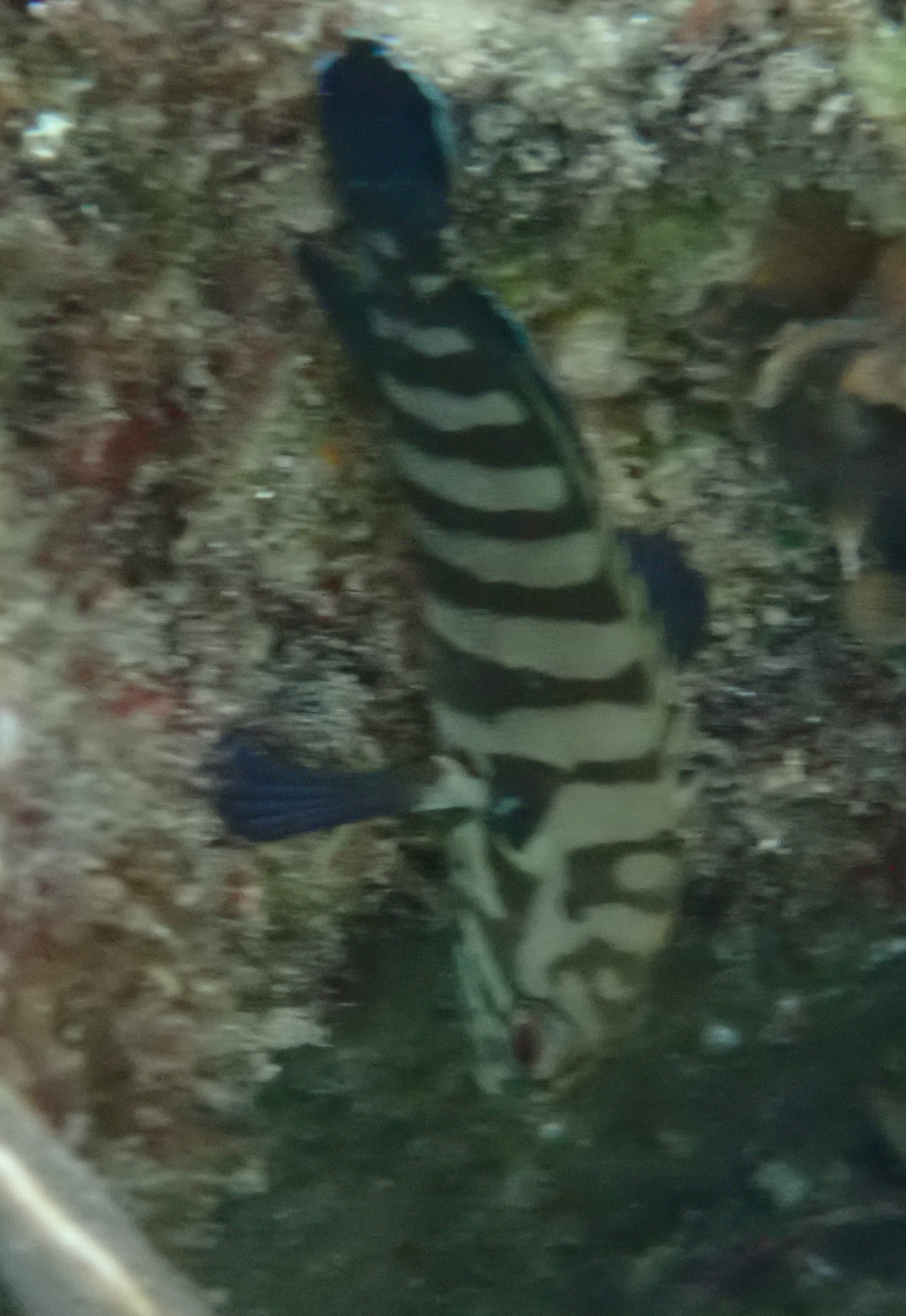 橫紋九刺鮨(烏絲斑) Cephalopholis boenak