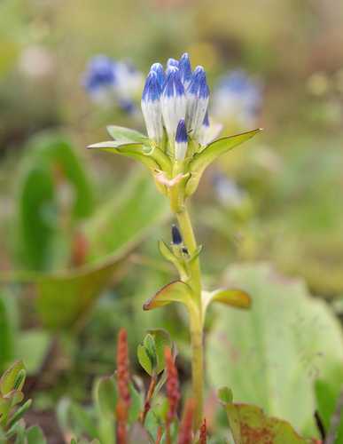 Gentiana elwesii, photograph 4