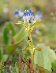 Gentiana elwesii, photograph Morten Ross, CC BY, iNaturalist via GBIF