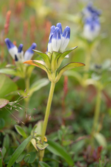 Gentiana elwesii, photograph Morten Ross, CC BY, iNaturalist via GBIF
