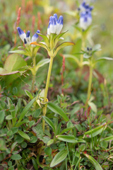 Gentiana elwesii, photograph Morten Ross, CC BY, iNaturalist via GBIF