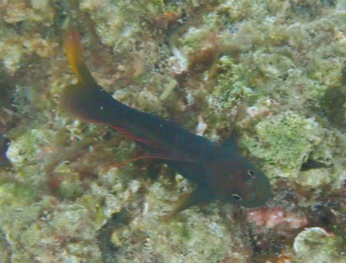 Filamentous blenny (Cirripectes filamentosus) — Blenniidae — 4