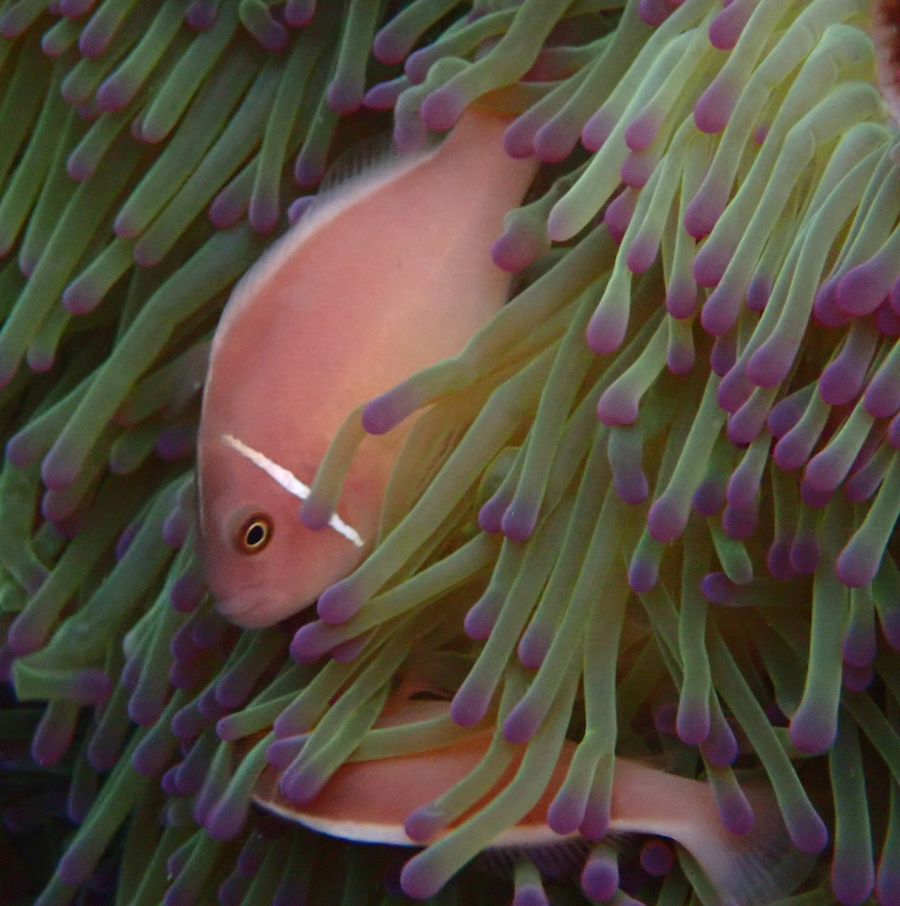 Clown fish