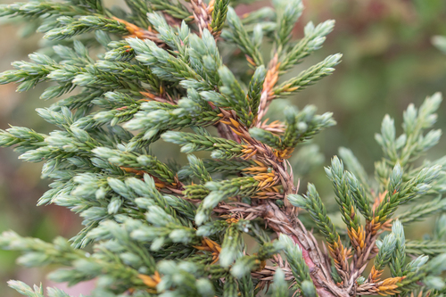 black juniper (Juniperus indica)