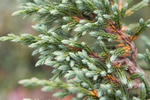 Juniperus indica, photograph 1