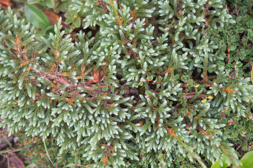 Juniperus indica, photograph 2