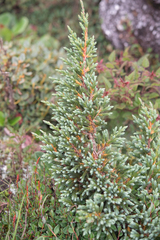 Juniperus indica, photograph (c) Morten Ross, some rights reserved (CC BY)