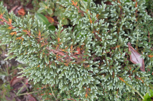 Juniperus indica, photograph 3