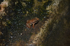 Anomaloglossus stepheni