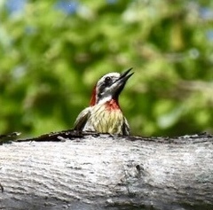 Xiphidiopicus percussus