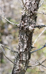 Pinus contorta bolanderi