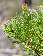 Pinus contorta bolanderi
