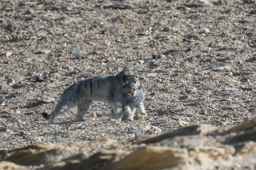 Pallas' Cat