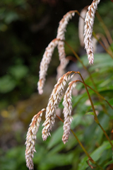 Bistorta griffithii
