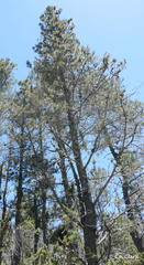 Pinus muricata