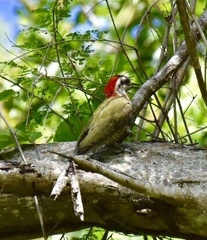 Xiphidiopicus percussus