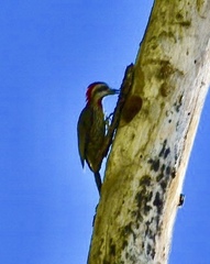 Xiphidiopicus percussus