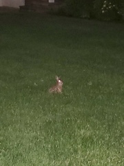 Sylvilagus floridanus