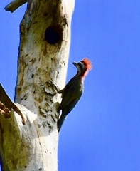 Xiphidiopicus percussus