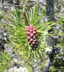 Pinus contorta bolanderi