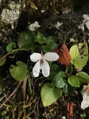 Viola adenothrix