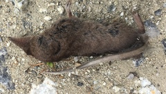 Sorex ornatus