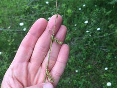 Carex castanea
